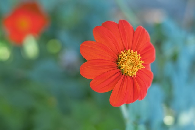 勒沃库森目 勒沃库森目