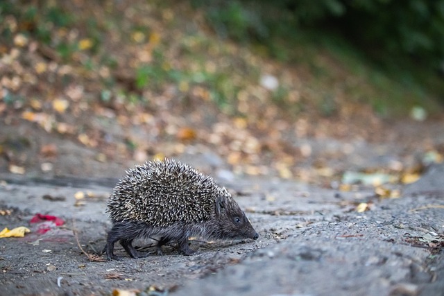 使得哈里森 使得哈里森